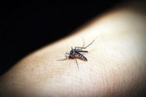 Jangkitan Malaria Zoonotik Ancaman Baharu Malaysia
