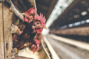 Permit Import Ayam, Kubis Bulat dll Masih Diperlukan | IKRAM